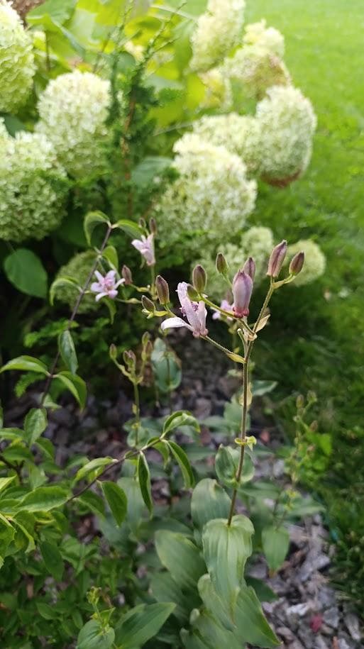 Трициртис волосистый, или коротковолосистый (Tricyrtis hirta), саловая орхидея, жабья лилия