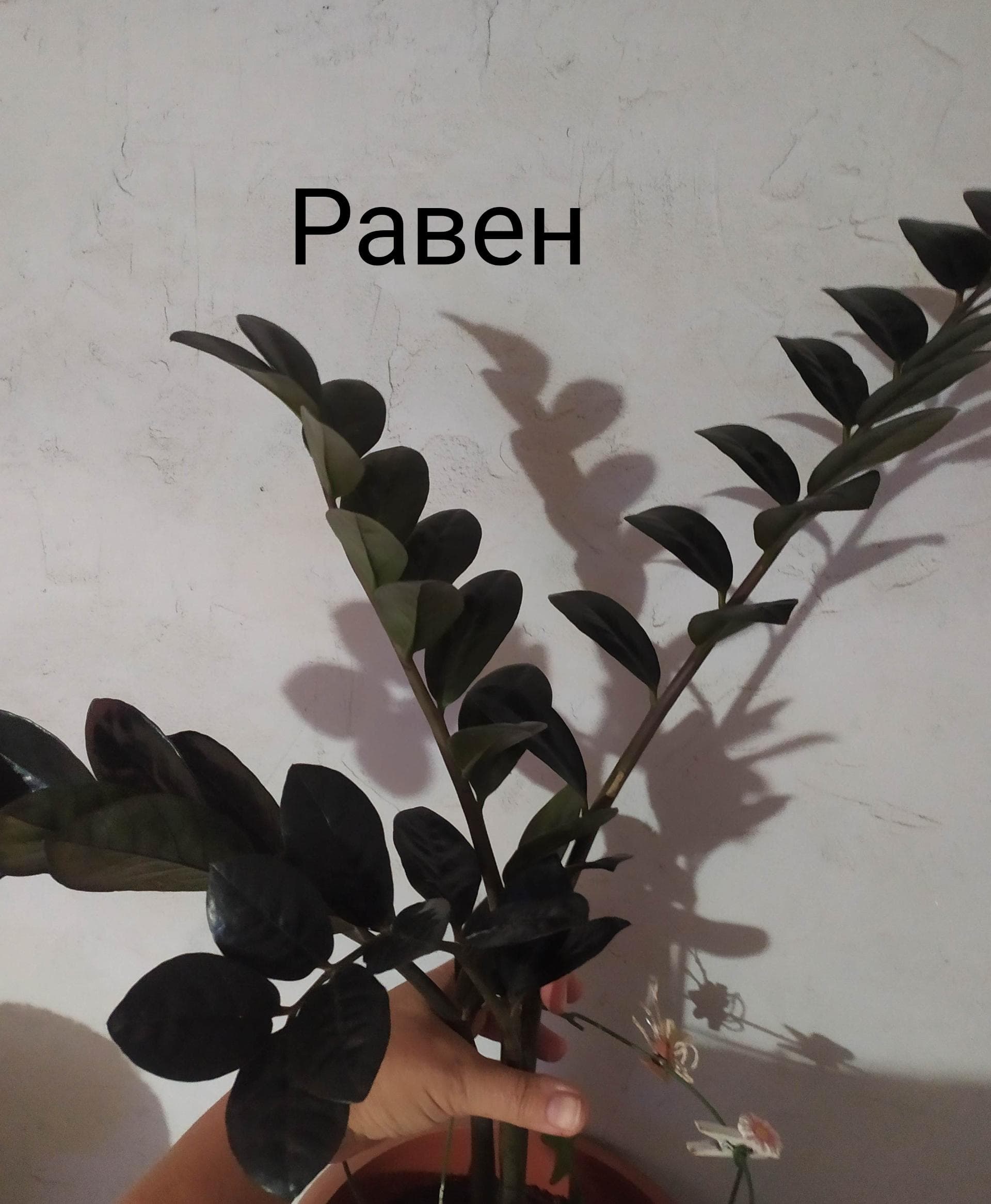 Замиокулькас
