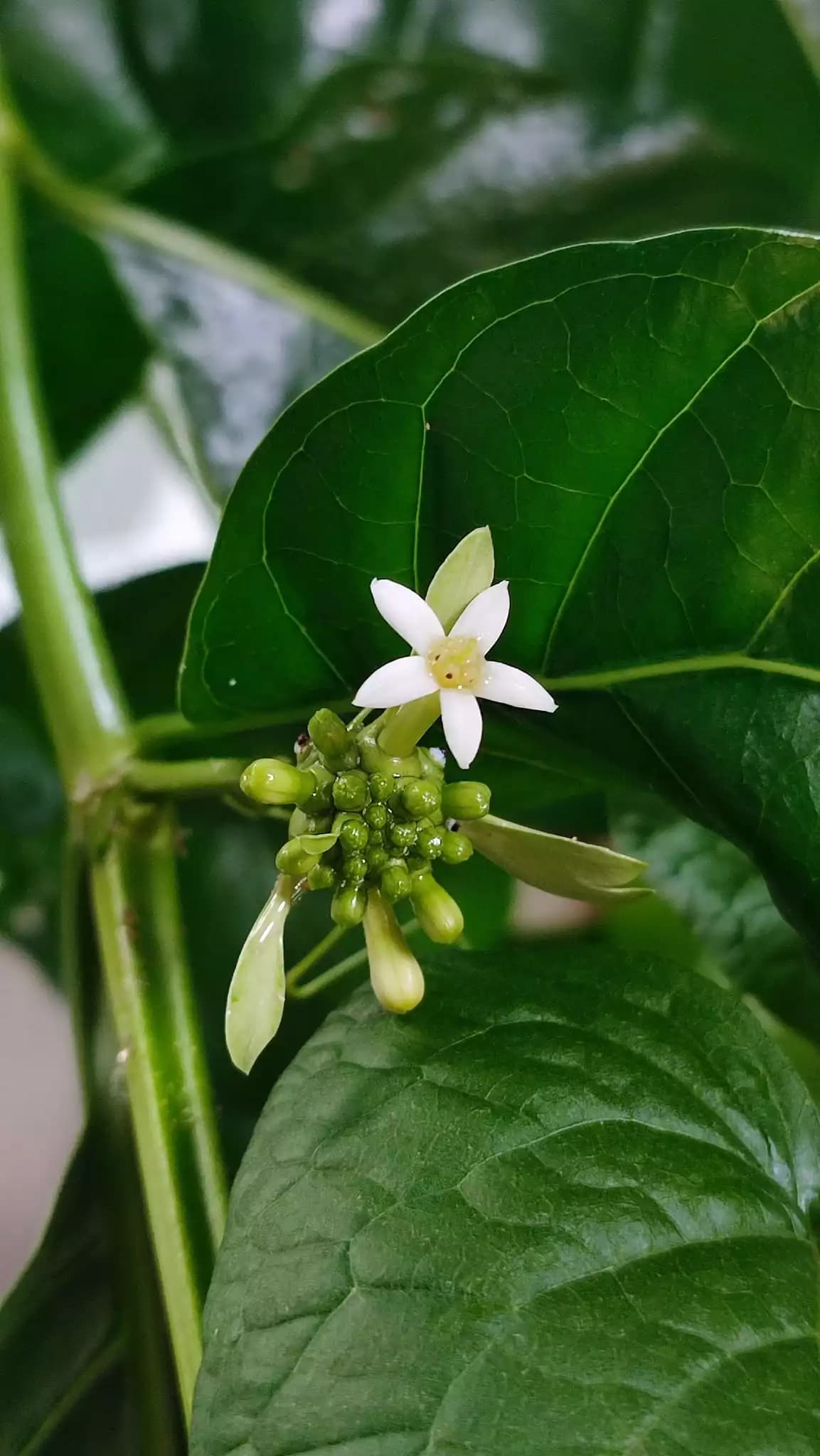 Моринда цитрусолистная, или нони (Morinda citrifolia) — «сырное дерево» из Юго-Восточной Азии