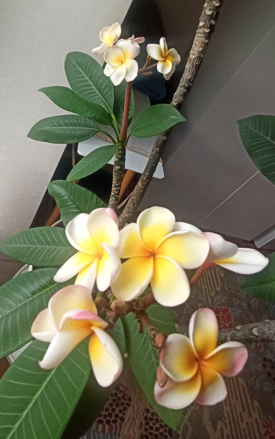 Плюмерия желто-розовая (Plumeria rubra)