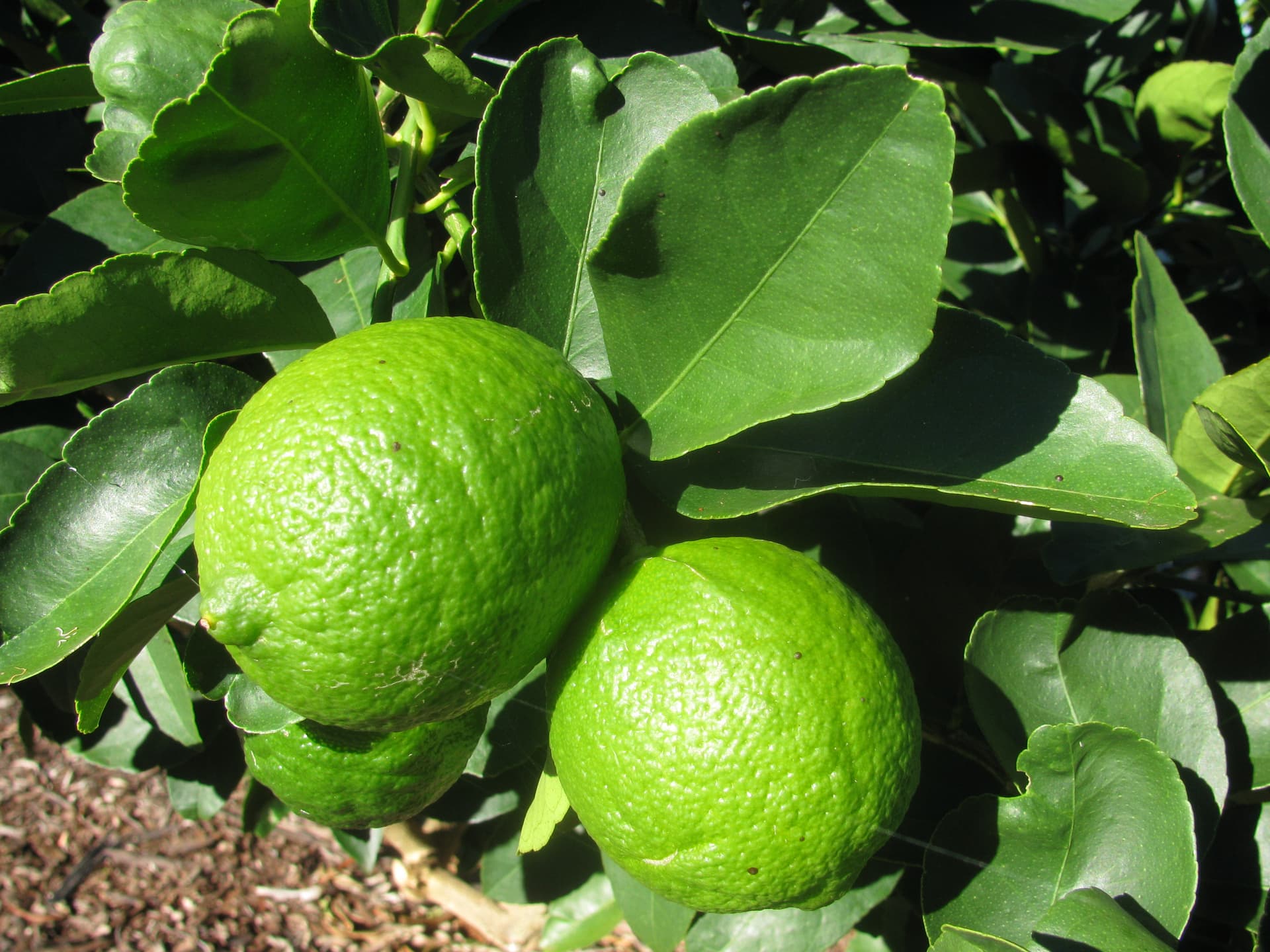 Персидский лайм "Bearss Lime"
