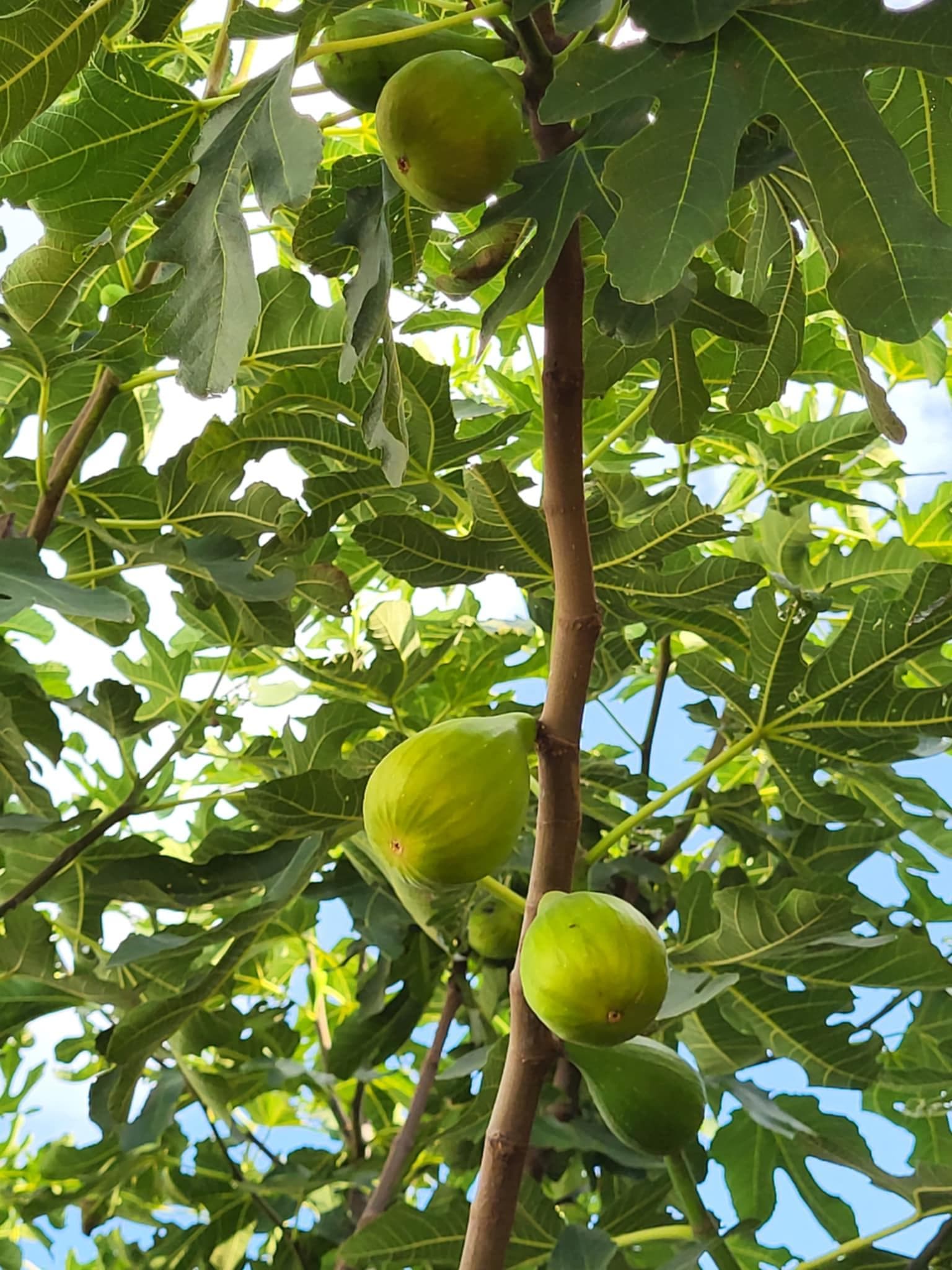 Инжир (Ficus carica)