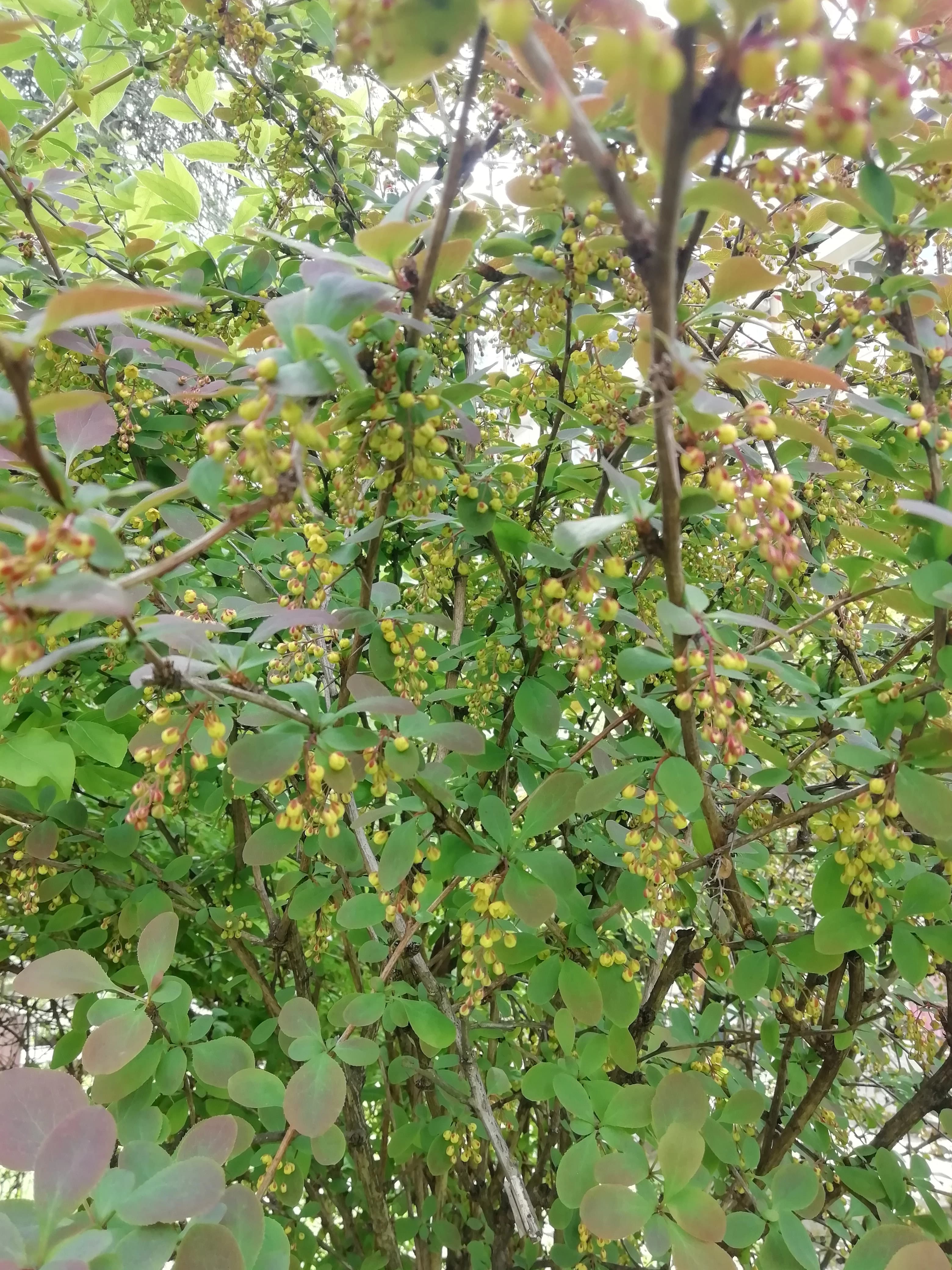 Полноценное цветение барбариса.