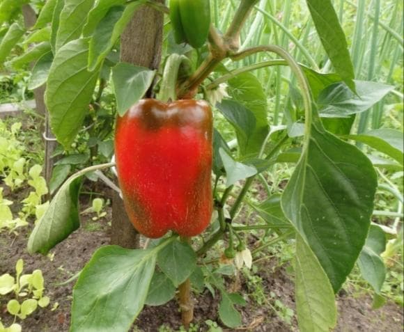 Баклажаны и перцы болгарские
