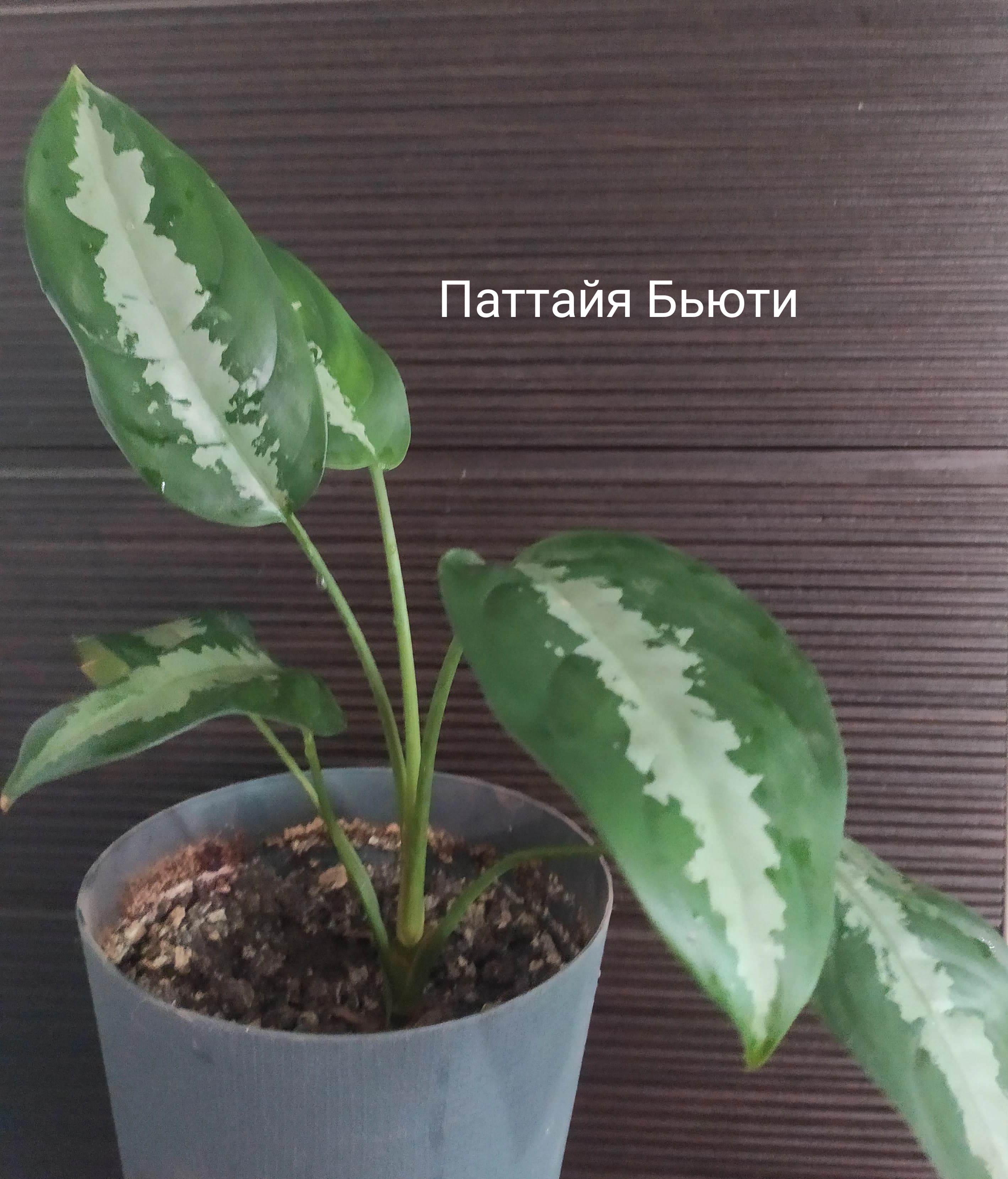 Аглаонема - моя небольшая коллекция.
