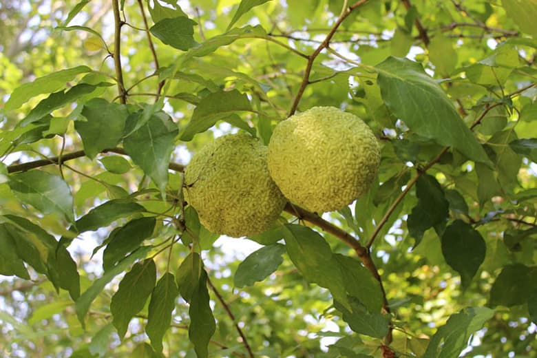 Маклюра оранжевая