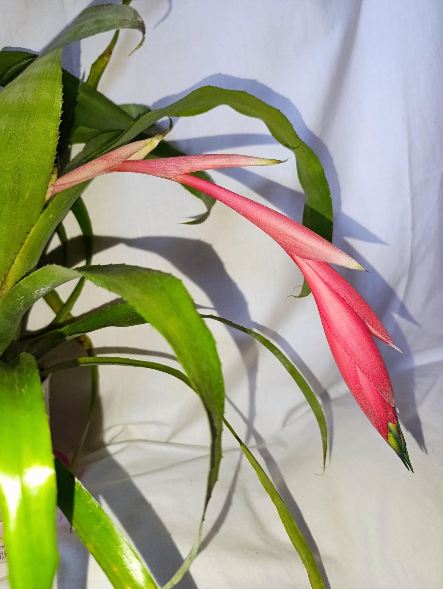 Бильбергия поникающая (Billbergia nutans)