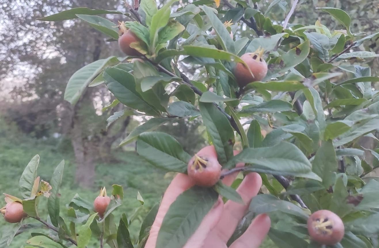 Южная мушмула в саду умеренного климата