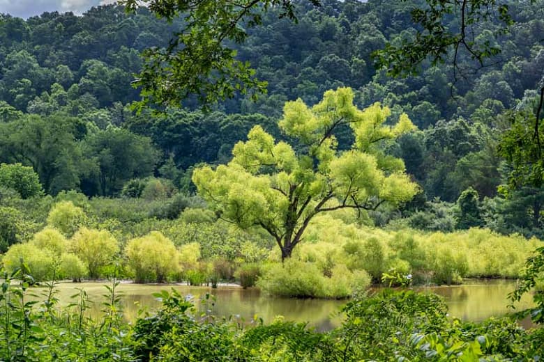 Salix nigra (Черная ива)