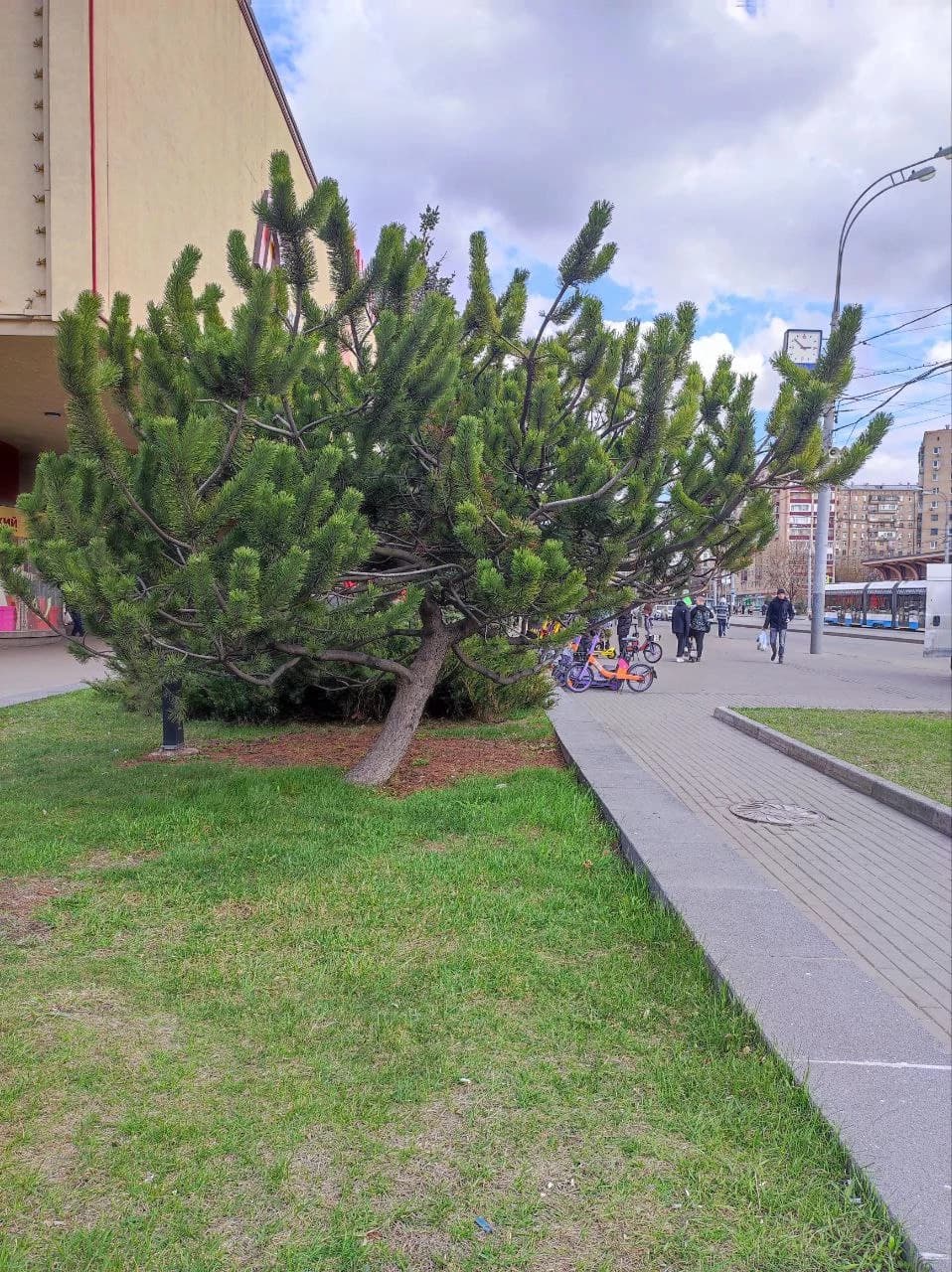 Понравилась сосна у метро Семеновская