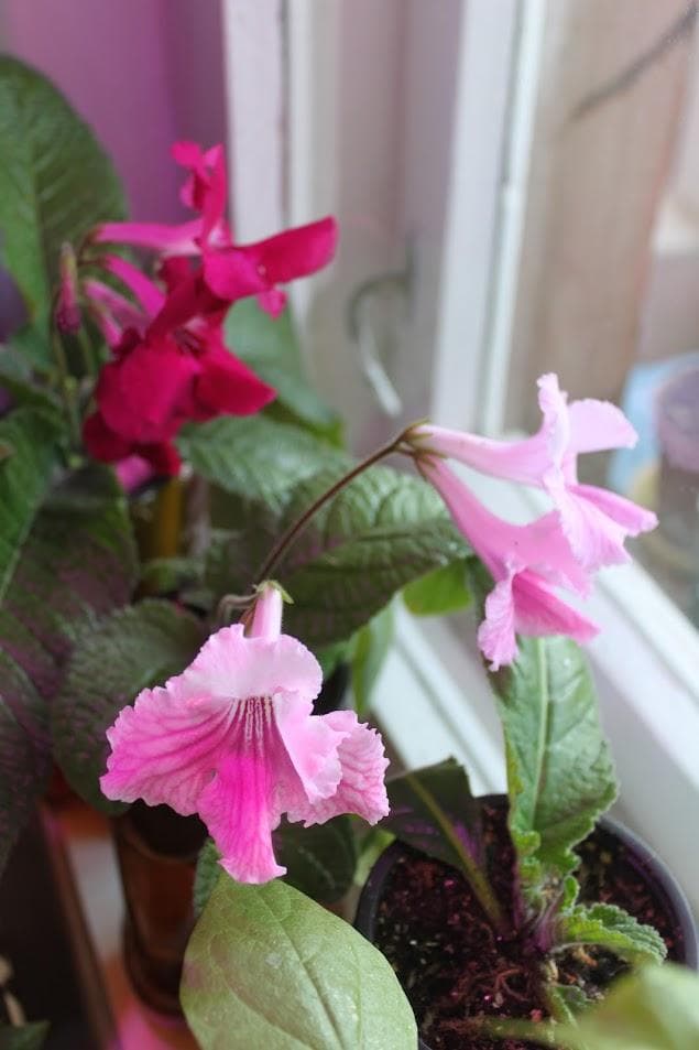 Стрептокарпус (Streptocarpus)