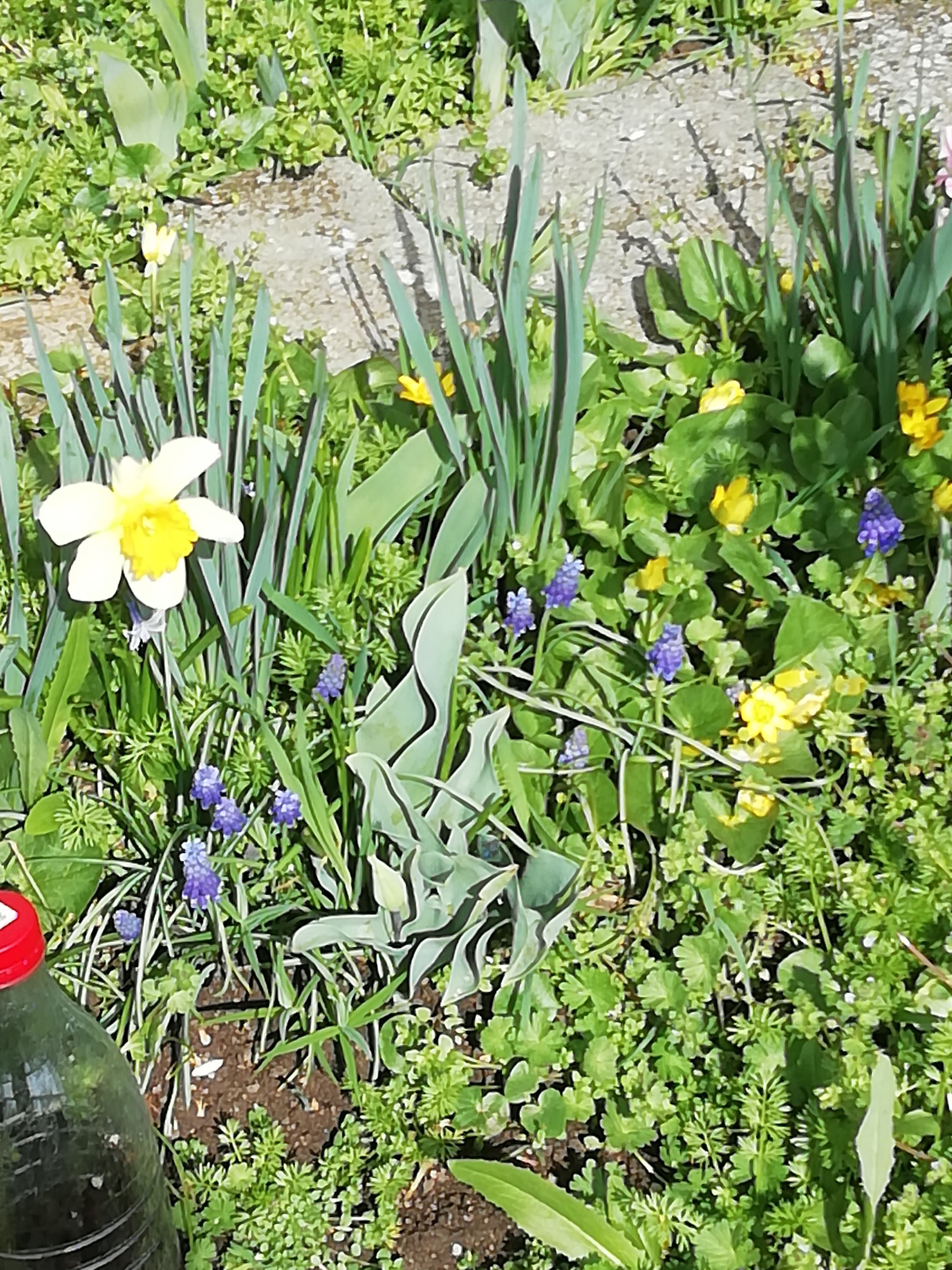 Привлекательный и нетребовательный Мускари.