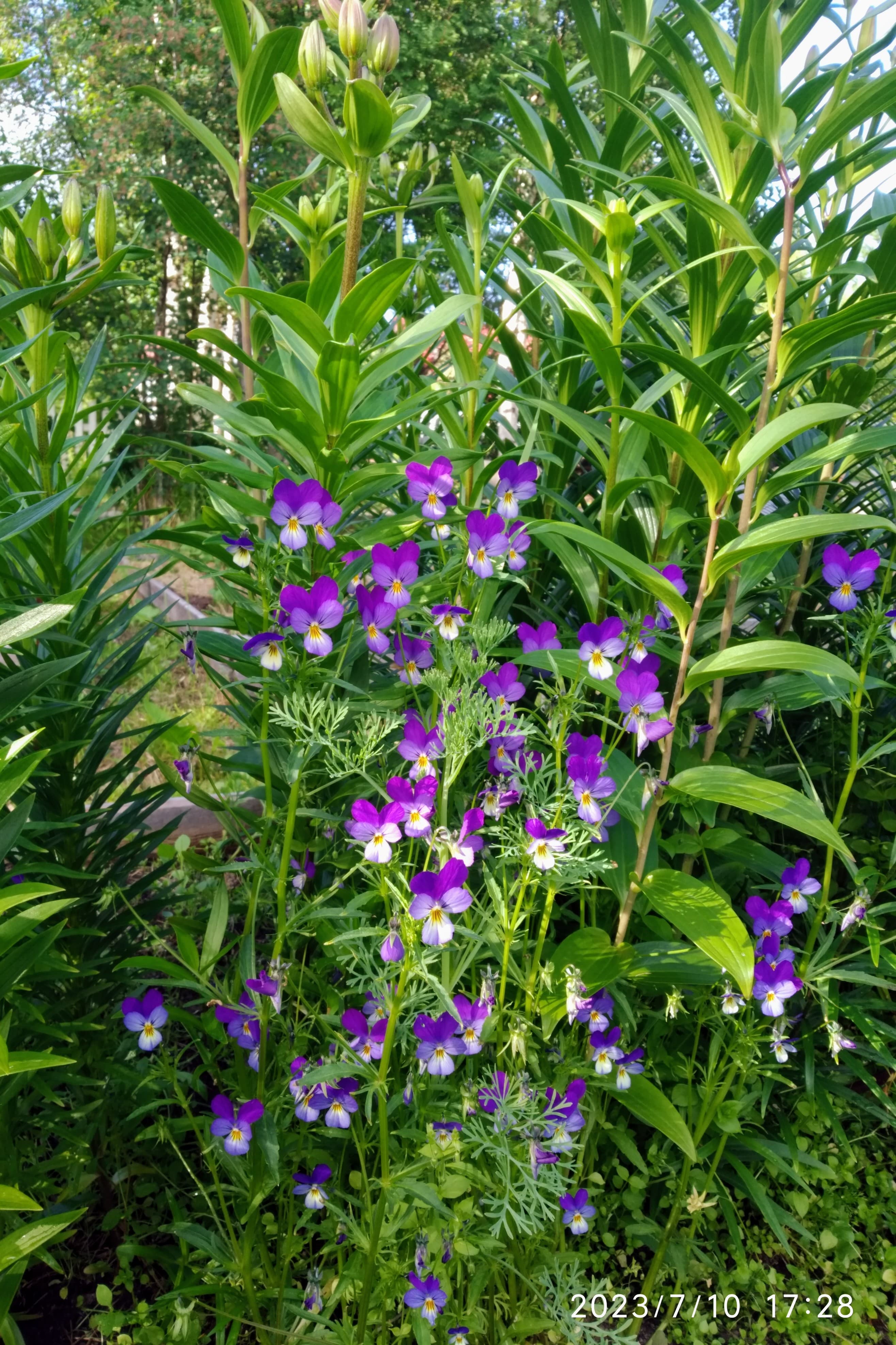 Анютины глазки в цветнике с лилиями