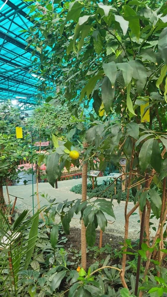 На кумквате до сих пор висят плоды..