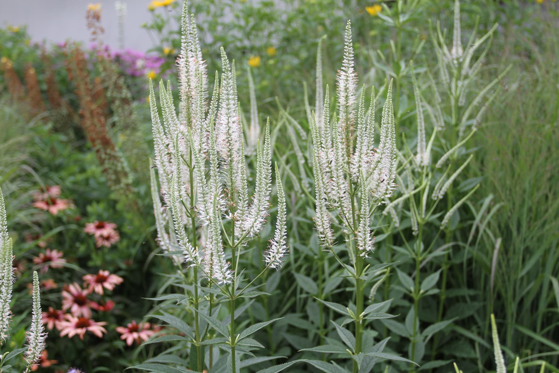 Вероникаструм