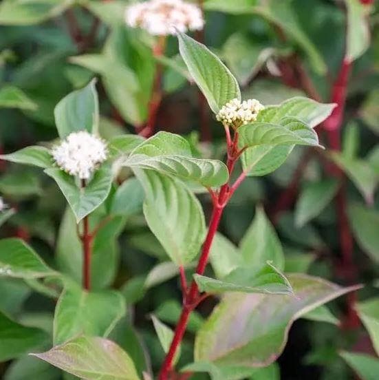 Дерен белый (Cornus alba)