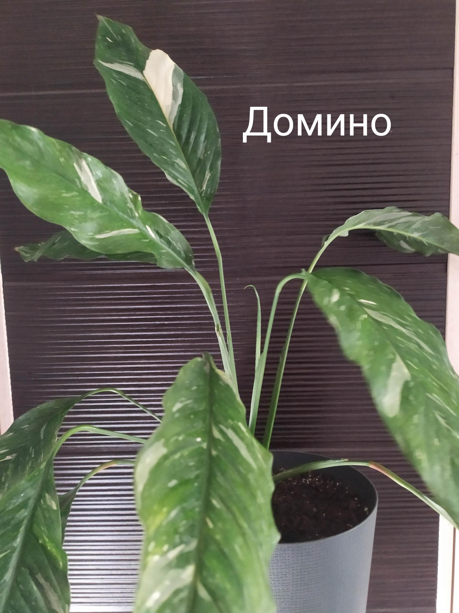 Спатифиллум