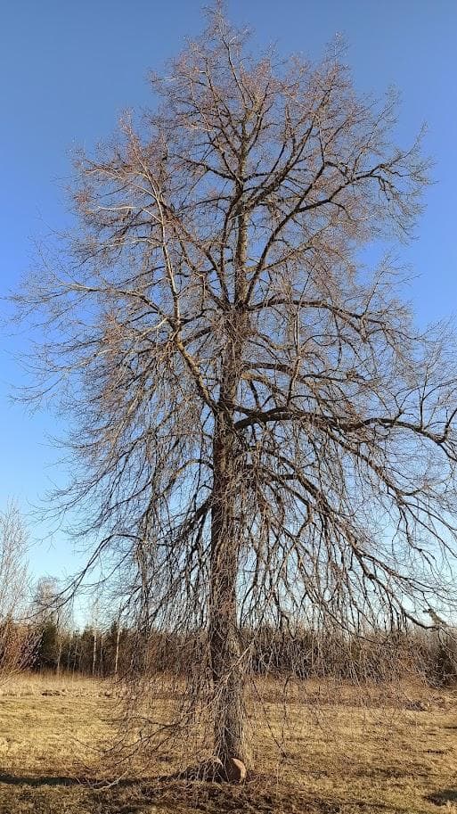 Липа мелколистная (Tilia cordata)