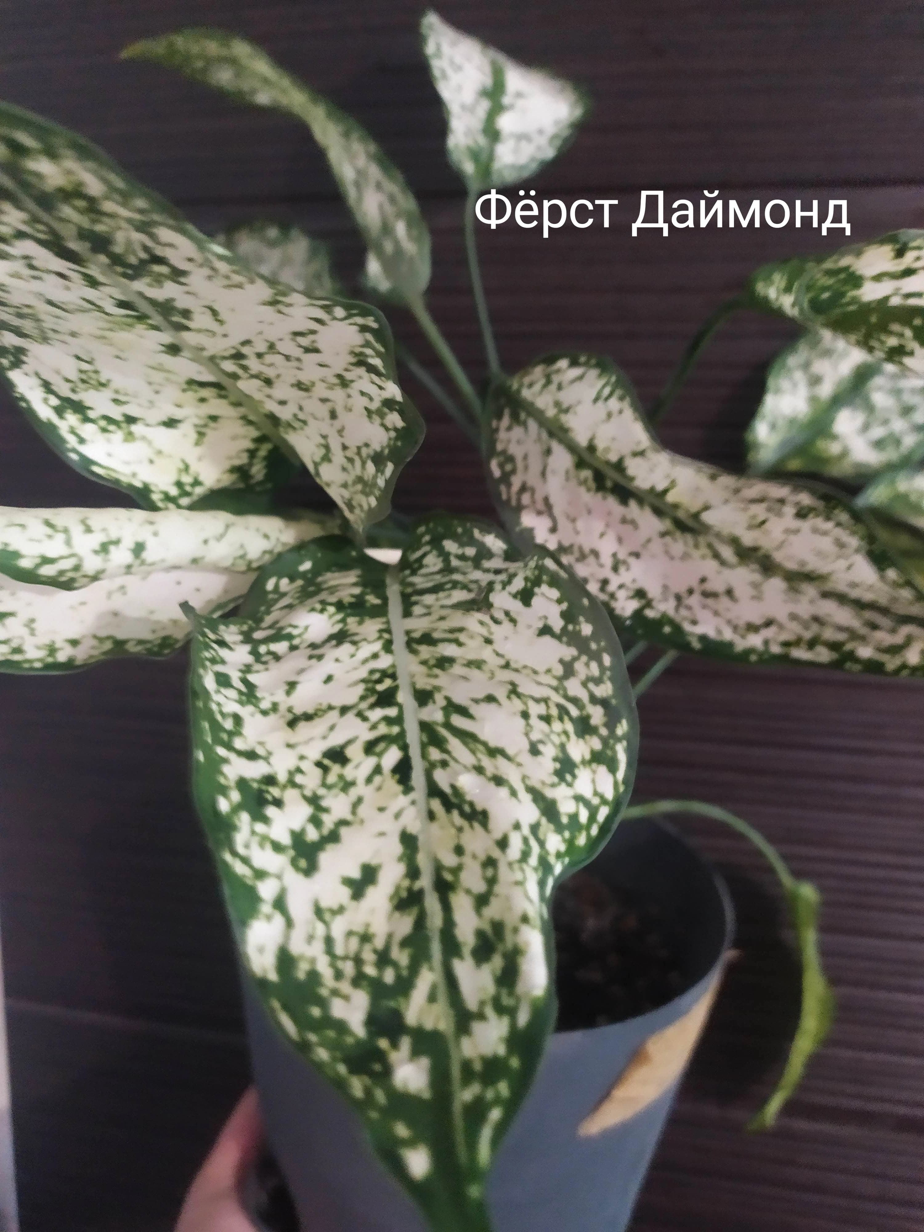 Аглаонема - моя небольшая коллекция.