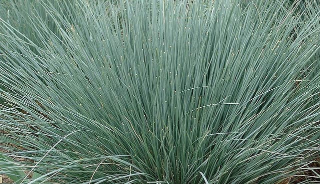 Овсец (Helictotrichon sempervirens)