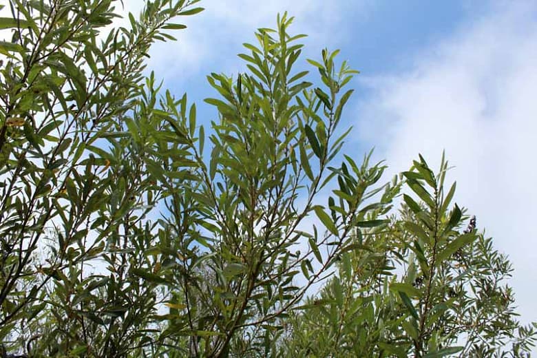 Salix lasiolepis (ива Арройо)