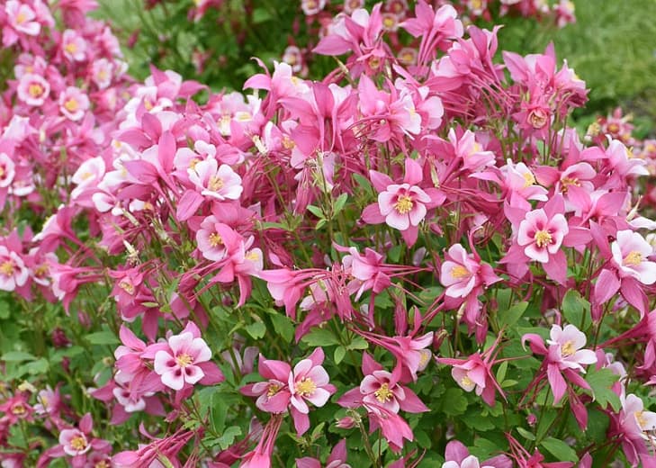 Аквилегия caerulea Kirigami Розово-розовая (Коломбина)
