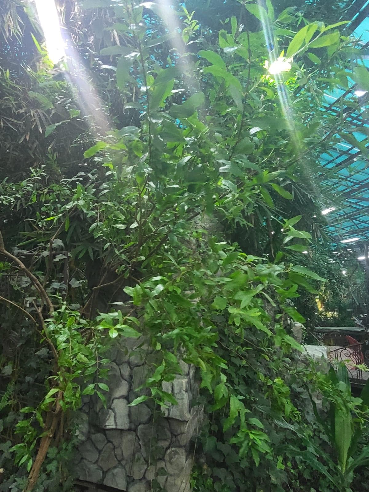 Punica granatum var. нана (карликовый гранат)
