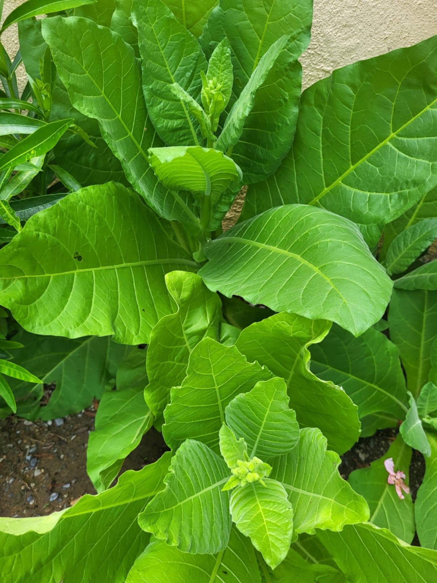Табак душистый (Nicotiana affinis)