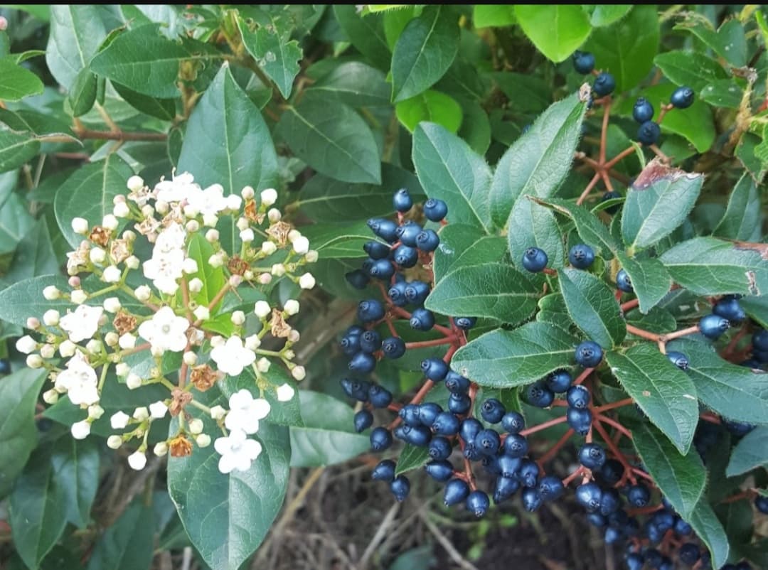 Калина лавролистная, удачное укоренение.