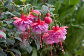 Фуксия 'Хайди Энн' (Hardy Fuchsia)