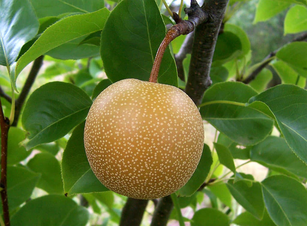 Груша китайская