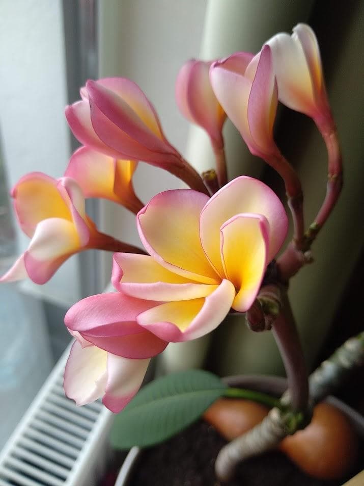 Плюмерия желто-розовая (Plumeria rubra)