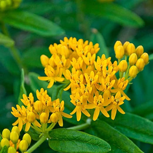 Asclepias tuberosa 'Hello Yellow' (Сорняк-бабочка)