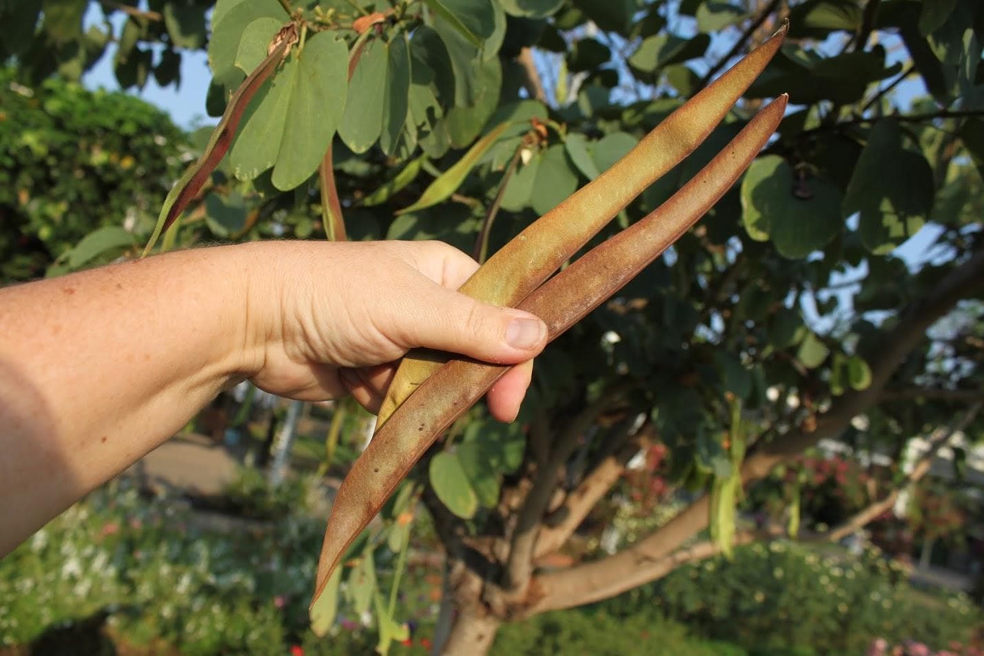 Баухиния пурпурная (лат. Bauhinia purpurea)