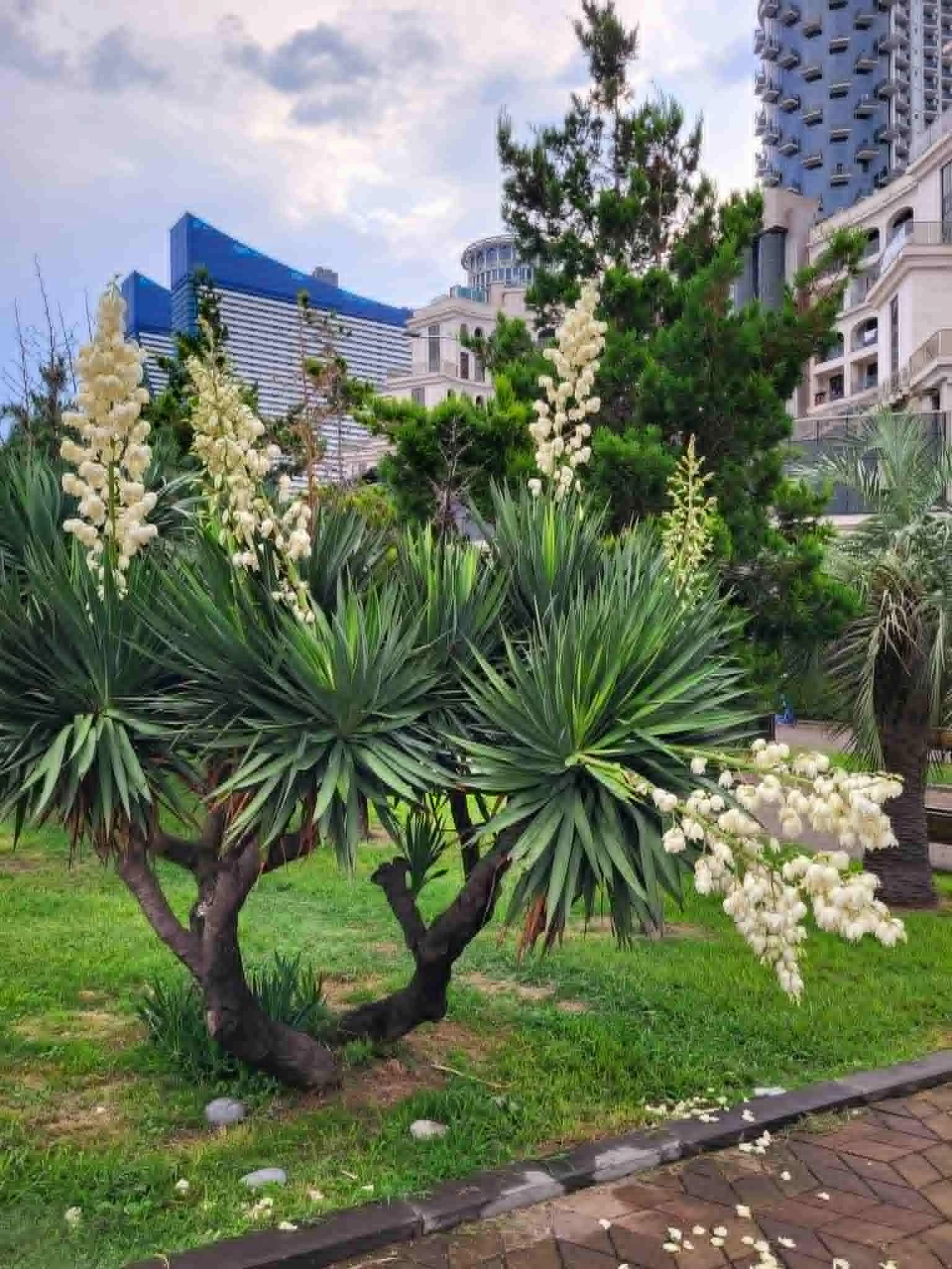 Южная красавица Юкка Глориоза