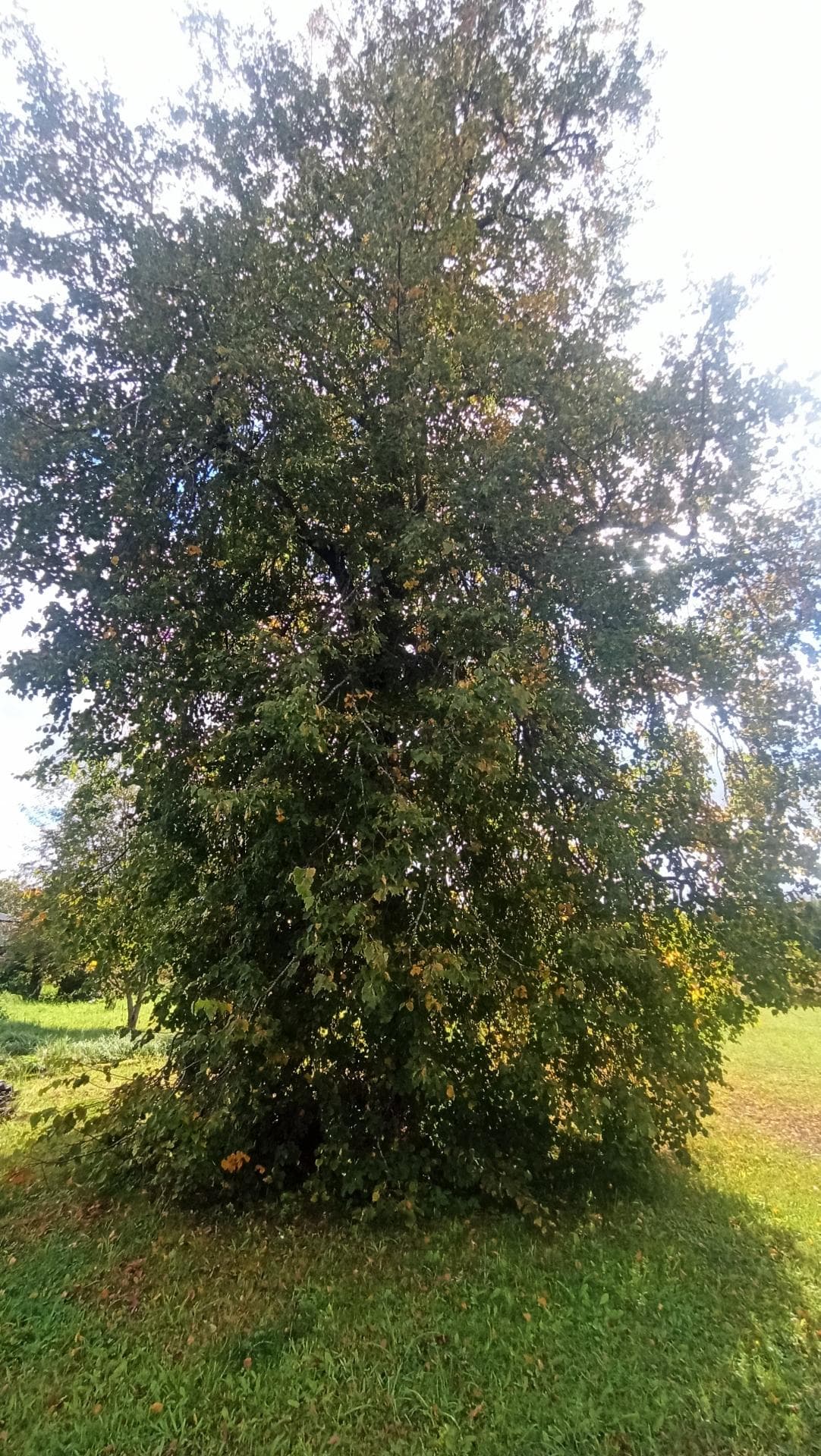 Липа мелколистная (Tilia cordata)