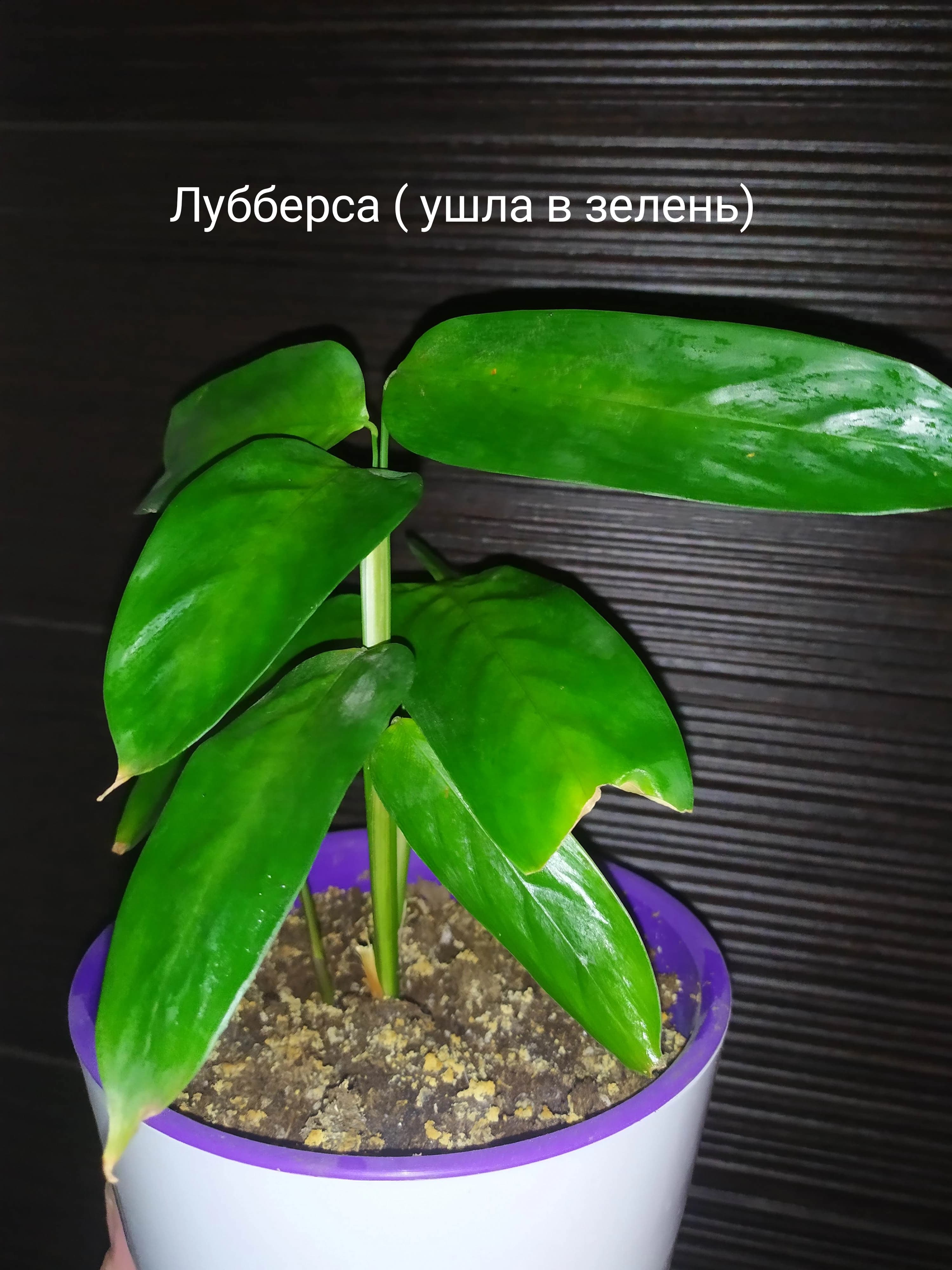 Отличие между ктенантой и калатеей.