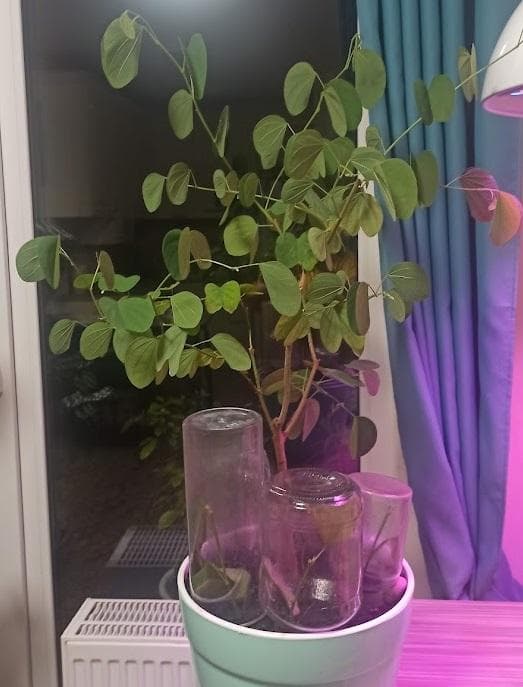 Баухиния пурпурная (лат. Bauhinia purpurea)