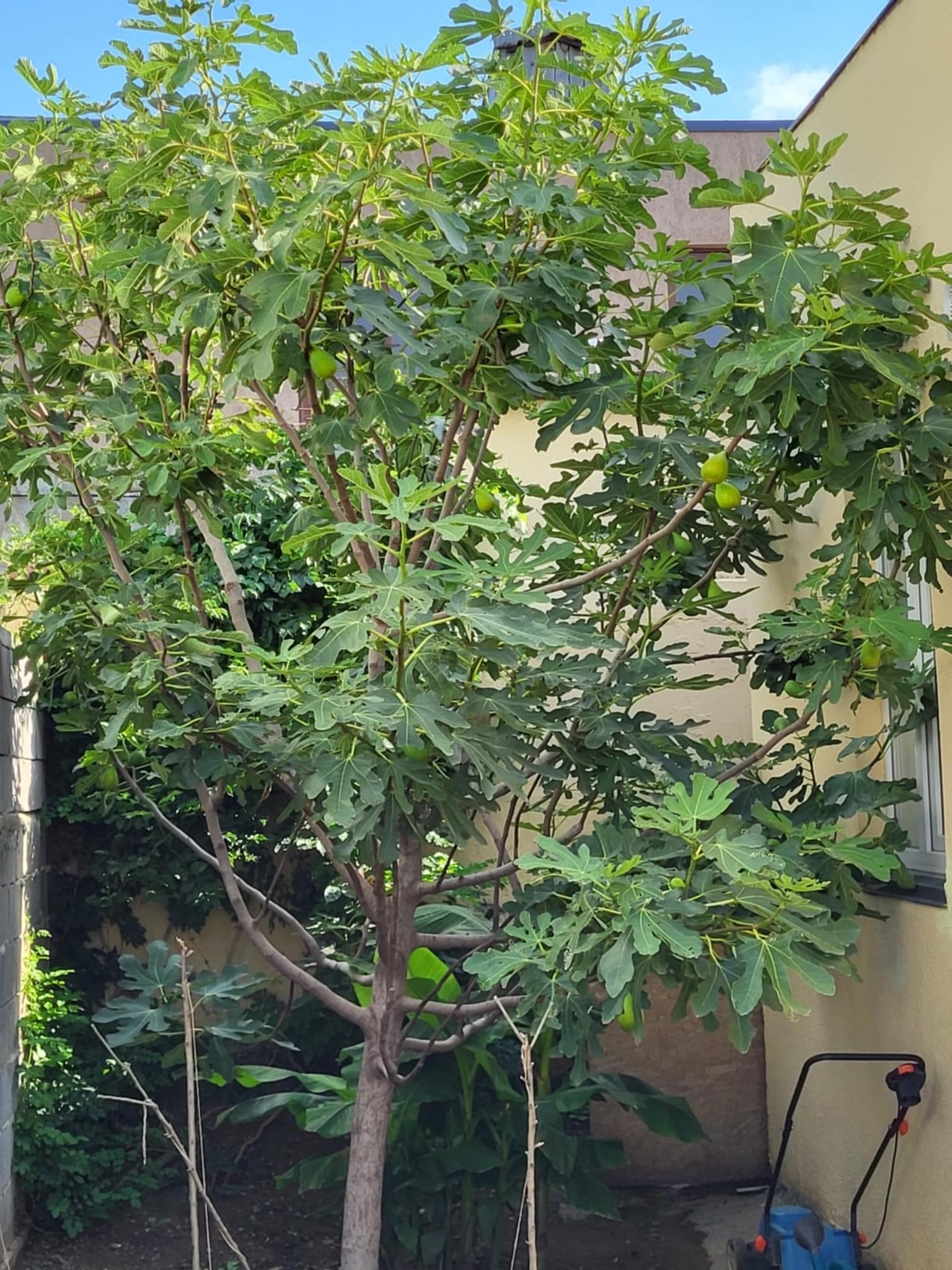 Инжир (Ficus carica)