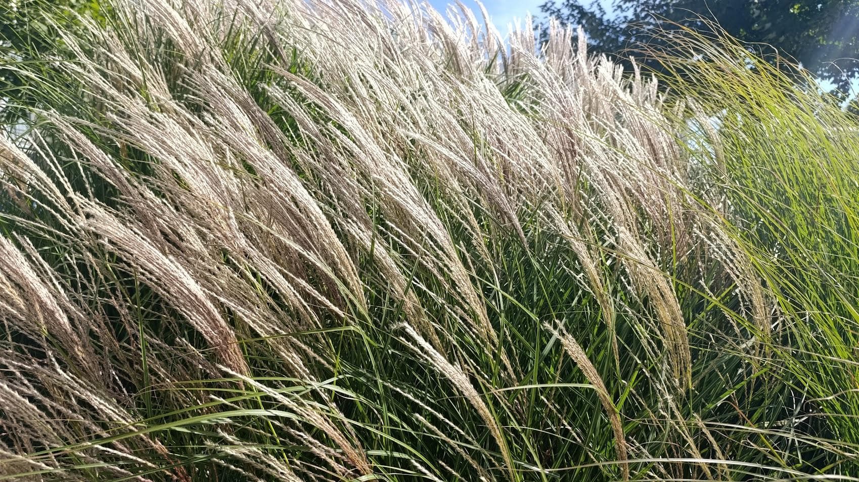 Мискантус (Miscanthus sinensis).