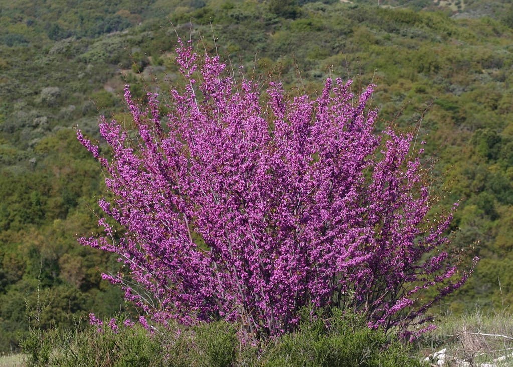 Багрянник (церцис) западный
