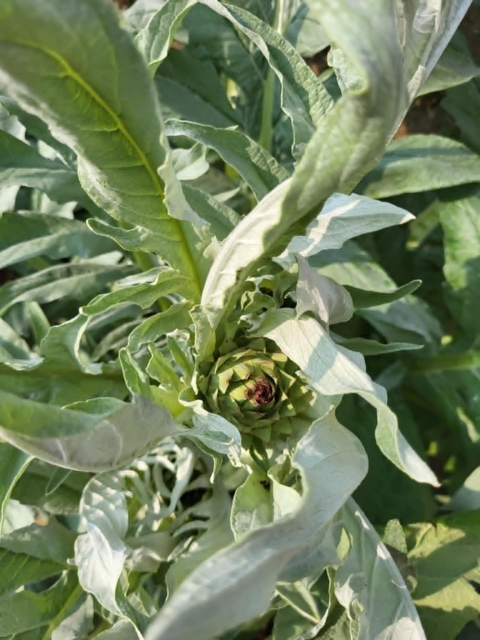 Садовый артишок (Cynara cardunculus)