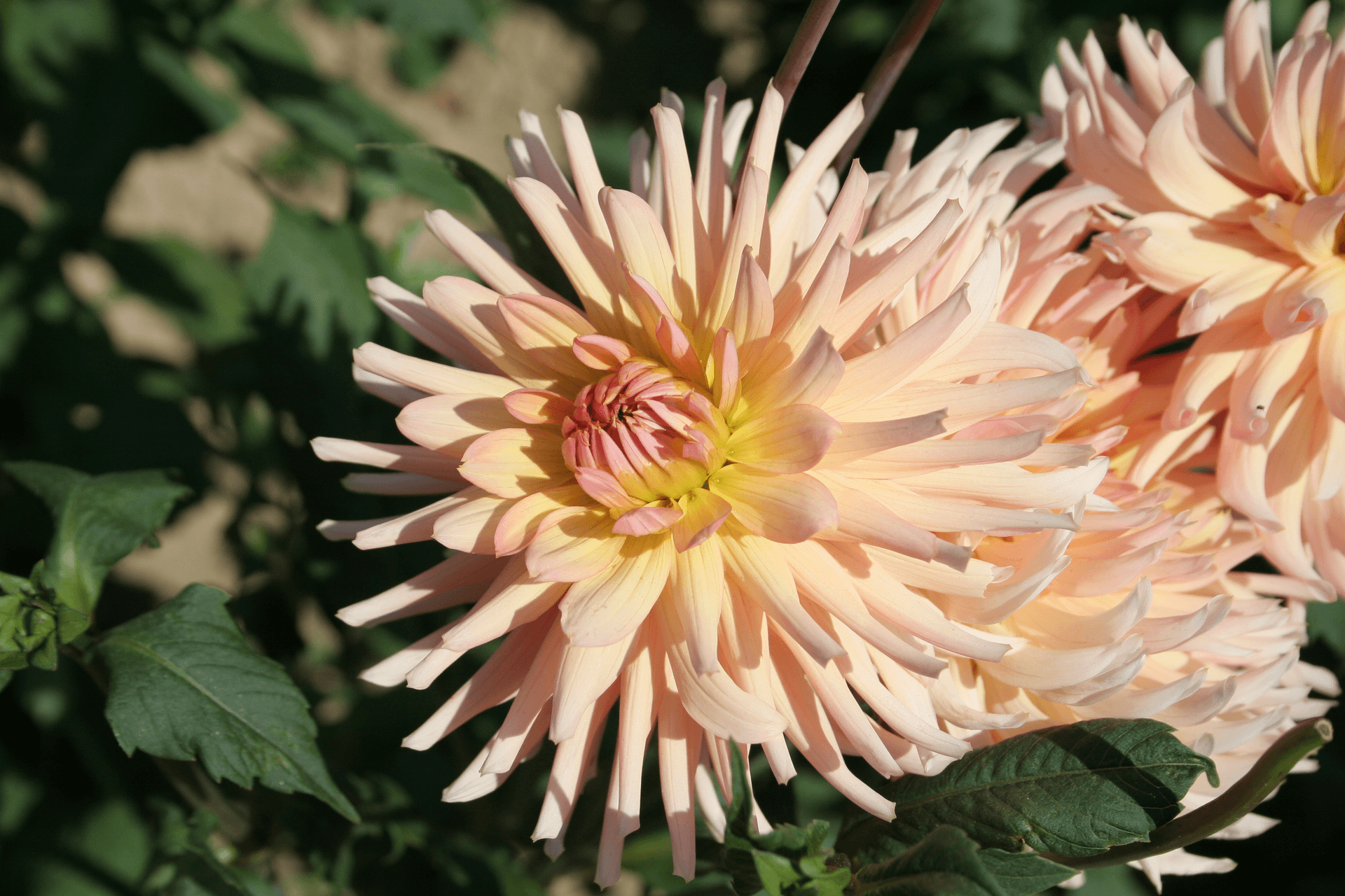 Георгина 'Генриетта'