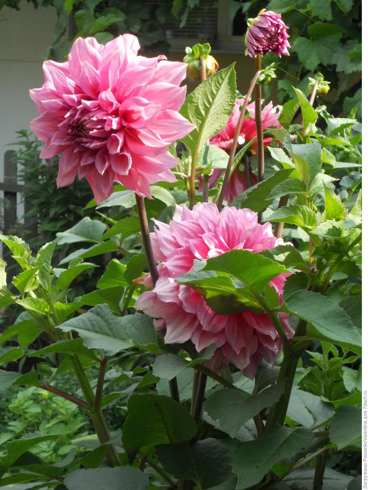 Георгина Otto's Thrill (Dahlia 'Otto's Thrill')