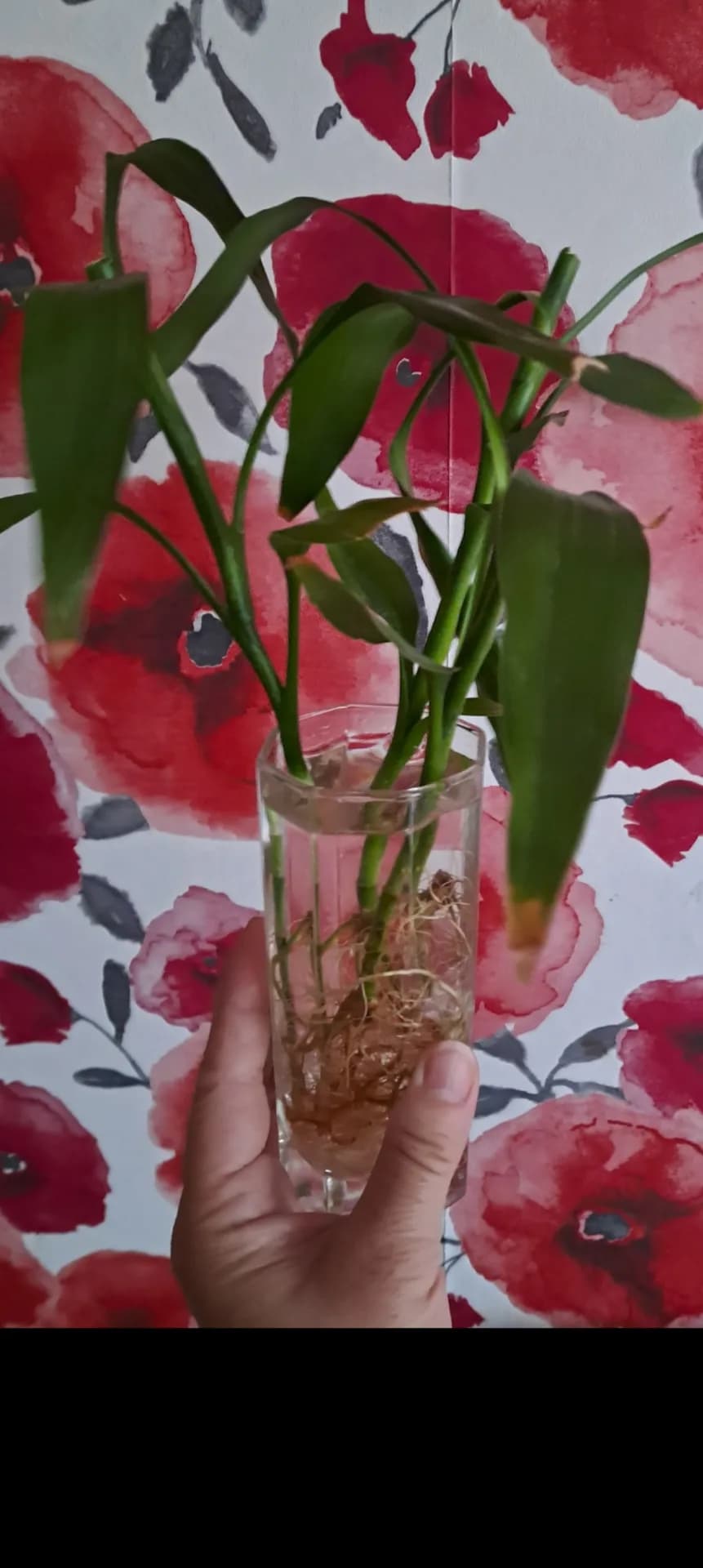 Деление драцены Сандера.
