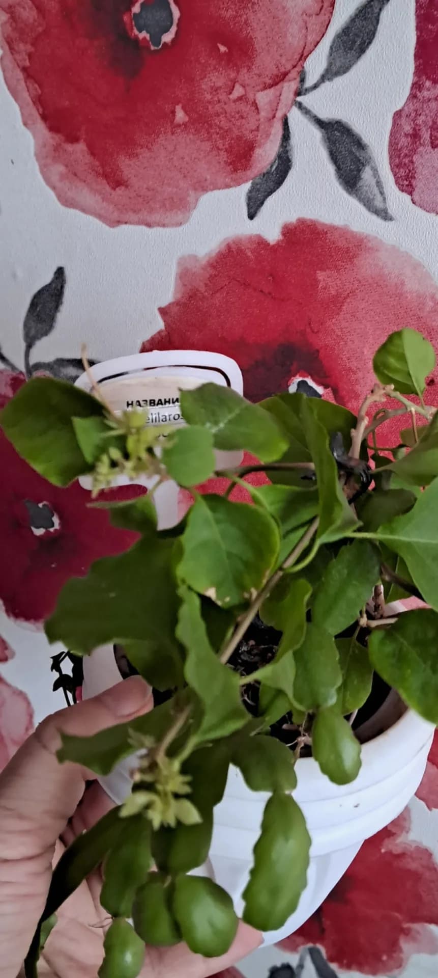 Double Lilarose начинает радовать своим цветением.