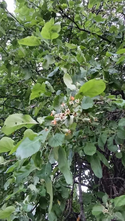 Яблоня домашняя (Malus domestica), сорт неизвестен