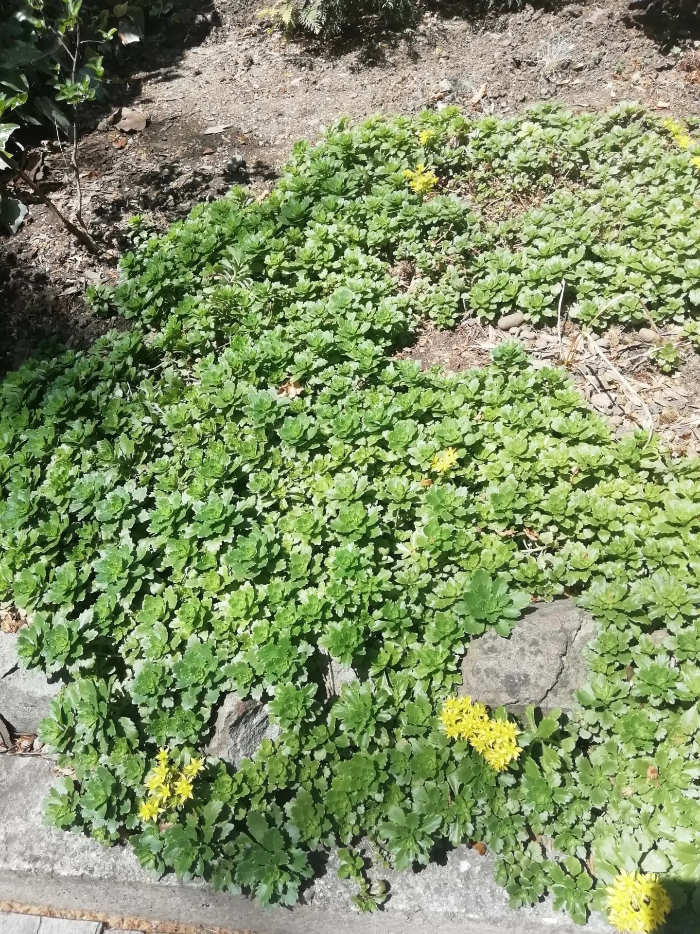 Зелёный ковёр из очитка камчатского.
