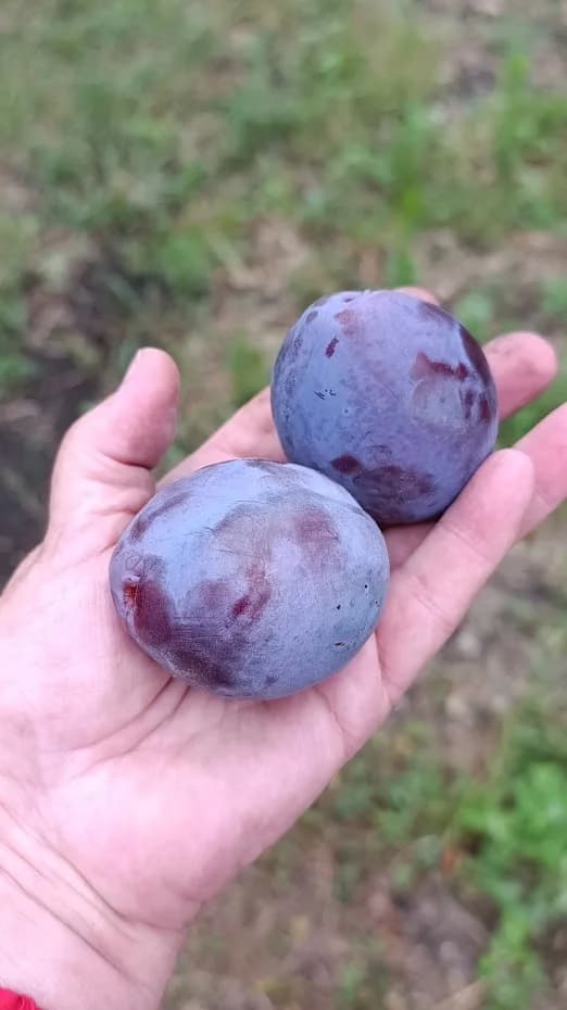 Сливы в моём старом саду