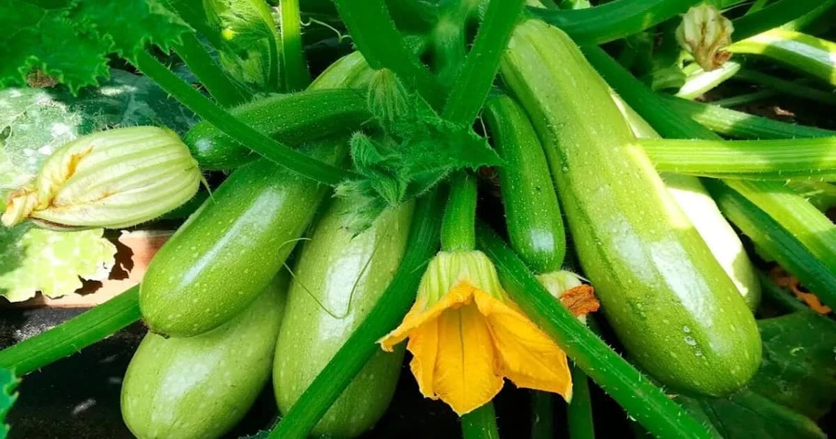 Куда девать кабачки, если они решили, что огород принадлежит им
